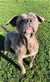 adoptable Dog in rosenberg, TX named CAPONE