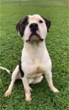 adoptable Dog in rosenberg, TX named SPIKE