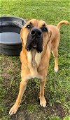 adoptable Dog in rosenberg, TX named WAYLON