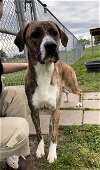 adoptable Dog in rosenberg, TX named COCOA