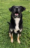 adoptable Dog in rosenberg, TX named ELAINE