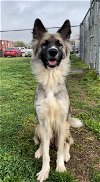 adoptable Dog in rosenberg, TX named YETI