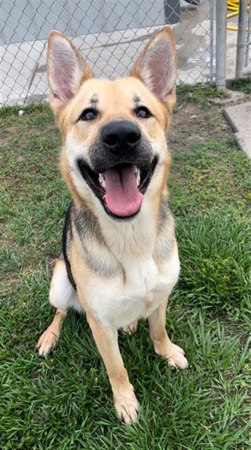 adoptable Dog in Rosenberg, TX named SQUIRREL