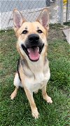 adoptable Dog in rosenberg, TX named SQUIRREL