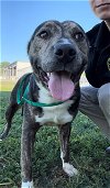 adoptable Dog in rosenberg, TX named TAK