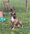 adoptable Dog in rosenberg, TX named CHANCE