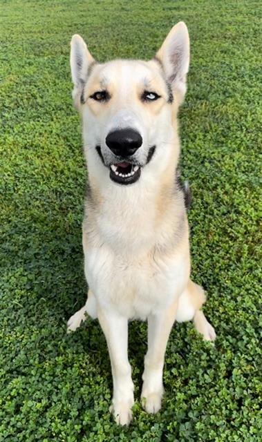 adoptable Dog in Rosenberg, TX named LECTOR