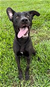 adoptable Dog in rosenberg, TX named BOWIE
