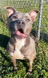 adoptable Dog in rosenberg, TX named BELLA