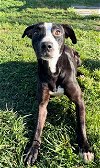 adoptable Dog in rosenberg, TX named VALENTINE