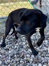 adoptable Dog in rosenberg, TX named VALENTINO