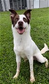 adoptable Dog in rosenberg, TX named ROCKET