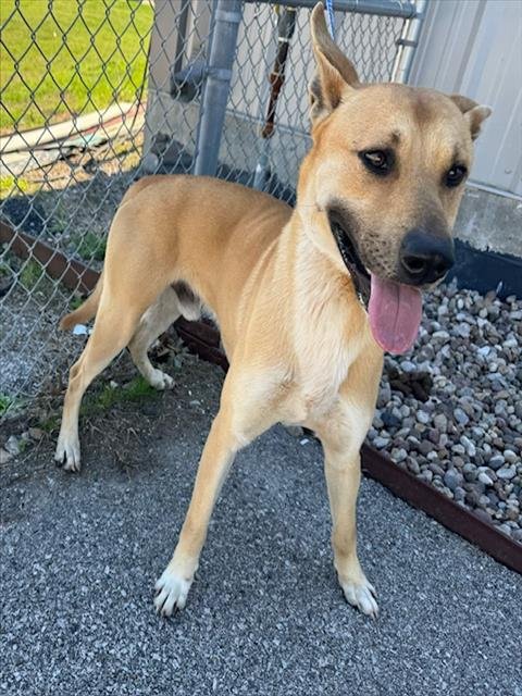 adoptable Dog in Rosenberg, TX named FLYNN