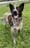 adoptable Dog in rosenberg, TX named SPOT