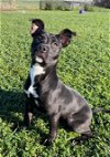 adoptable Dog in rosenberg, TX named DOTTIE