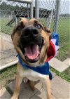 adoptable Dog in rosenberg, TX named TILLY