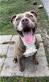 adoptable Dog in  named LEX