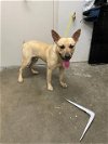 adoptable Dog in rosenberg, TX named SHAMROCK