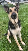 adoptable Dog in rosenberg, TX named CALYPSO