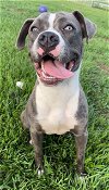 adoptable Dog in rosenberg, TX named DAMA
