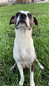 adoptable Dog in rosenberg, TX named BONNIE