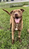 adoptable Dog in rosenberg, TX named DAKOTA