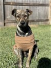 adoptable Dog in rosenberg, TX named REESES