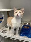 adoptable Cat in  named MOXIE