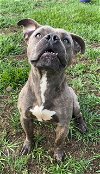 adoptable Dog in rosenberg, TX named PETER