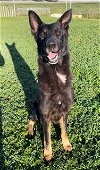 adoptable Dog in rosenberg, TX named DK