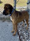 adoptable Dog in rosenberg, TX named BANDIT