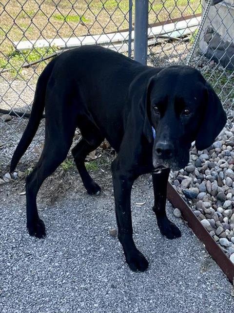 adoptable Dog in Rosenberg, TX named BEAU