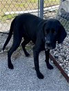 adoptable Dog in rosenberg, TX named BEAU
