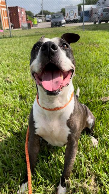 adoptable Dog in Rosenberg, TX named ROSE