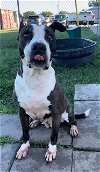 adoptable Dog in rosenberg, TX named ROSE
