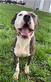 adoptable Dog in rosenberg, TX named CRICKET