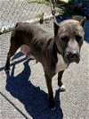 adoptable Dog in rosenberg, TX named BLUBERRY