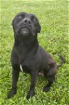 adoptable Dog in rosenberg, TX named CASSIUS