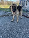 adoptable Dog in rosenberg, TX named DAZZLE