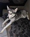 adoptable Dog in rosenberg, TX named CANDY