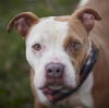adoptable Dog in Rosenberg, TX named LAWRENCE