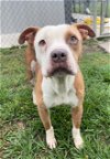 adoptable Dog in  named LAWRENCE