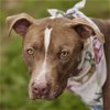 adoptable Dog in rosenberg, TX named ELMO
