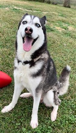 adoptable Dog in Rosenberg, TX named MOMO