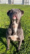 adoptable Dog in rosenberg, TX named BIGGEN