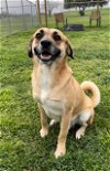 adoptable Dog in rosenberg, TX named VOX