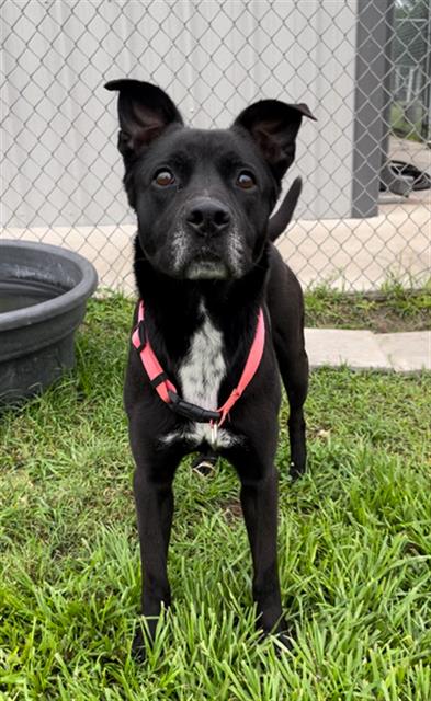 adoptable Dog in Rosenberg, TX named JADE