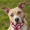 adoptable Dog in  named HANK