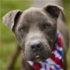 adoptable Dog in rosenberg, TX named VENICE