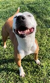 adoptable Dog in rosenberg, TX named TIANA